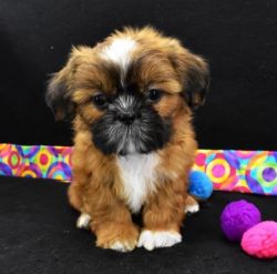 Elmo is a beautiful Shih Tzu puppy looking for a new home