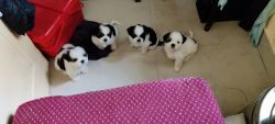 Shitzu puppies for sale