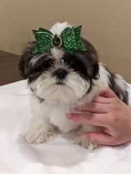Female Shih Tzus Available