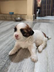Shih tzu for sell