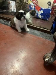 Shihtzu puppies for sale ( price can be discussed )