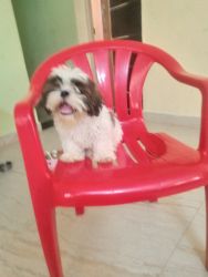Shih tzu pubby dog for sale in madurai vilachery