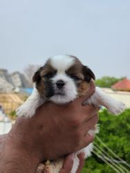 Excellent quality Shitzu puppies for 28k in Bangalore