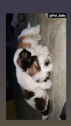 Want to sell my puppies