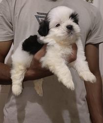 Shihtzu pups available for sale