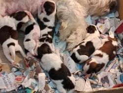 Excellent show quality Shih tzu puppies available for sale