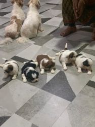 Shitzu puppies for sale