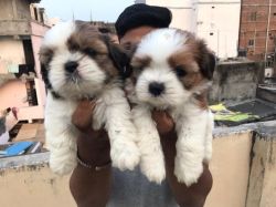 Shih Tzu Male puppies