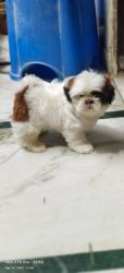Shih tzu puppy 2 months old