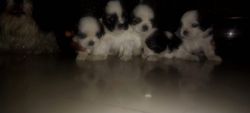 ShihTzu 3 male puppies available, home breed parents
