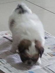 Want to sell shitzu puppy