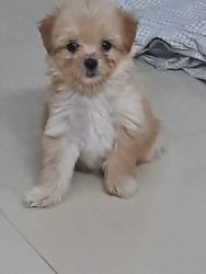 Shih tzu lhasa(shih apso) cross 2 month old for sale