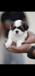 Shih Tzu puppies available (female)