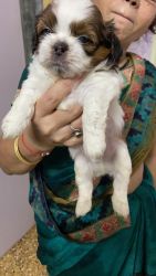 1 month old shih tzu for sell