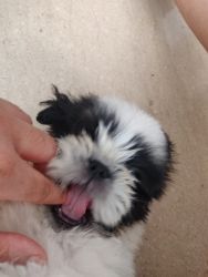 2 months old male puppy Shihtzu