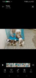 Top quality Shih Tzu male puppies available