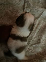 I want to sell my shih tzu puppy 40 days old.