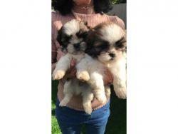 2 Shih Tzu full breed puppies (Girl & Boy)