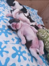 Pure Shih Tzu breed puppies for sale