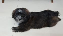 Shitzu lhasa one month old pups for sale