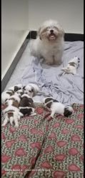 Shihtzu puppy available 6 puppies