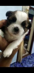 Male Shih-Tzu puppy for sale