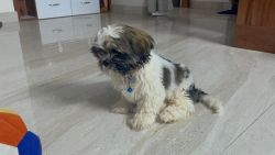Shih Tzu - Very active puppy