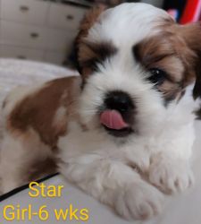 7 wk old Shih Tzu puppies for sale