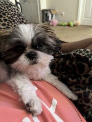Shih for sale