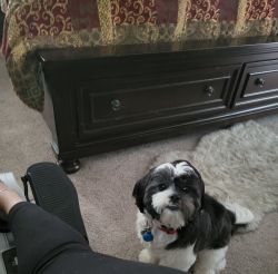 Free to loving family; 8 month old black and white shih tzu, lots