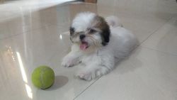 Shih Tzu Male Cute puppy