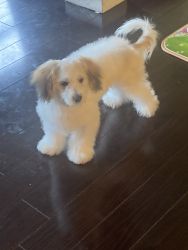 4 month old white puppy