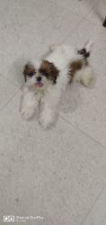 Selling my shihtzu male pup 3 months old all vaccination done and upto