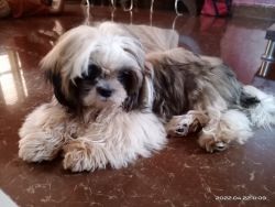 Shih tzu puppy 3 months old fully vaccinated