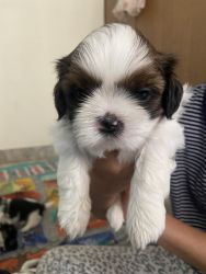 Shih tzu Puppies for Sale