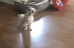 Adorable Shih Tzu looking for a new home