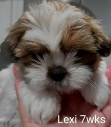 7wk old shih Tzu puppy for sale
