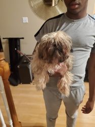 Male 10 month shi tzu for sale!