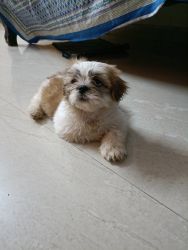 Male Puppy for sale