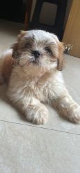 Shihtzu puppy for sale in hyderabad