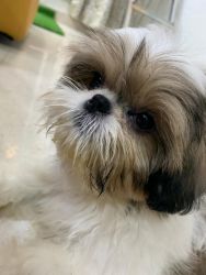 Two shihtzu puppy KCI Registered male and female