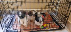 Shih Tzu Male Puppy for sale at just 14k