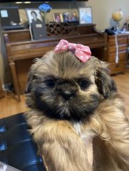 Shih Tzu Female Puppy for Sale