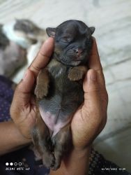 Shih Tzu puppies for sale, Hyderabad