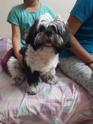 Black and white male Shih Tzu 6 months old, all vaccinations done and