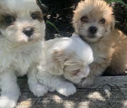 ShiChon (teddy bear) Puppies