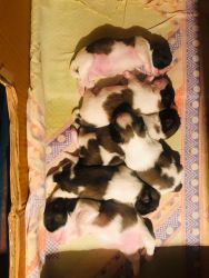 Shi tzu puppies available