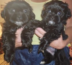 Shihtzus ready for furever home