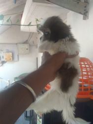 High quality Shihtzu Puppies for sale