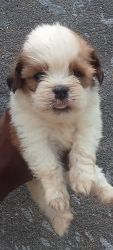 Shih Tzu male puppy 50 days old best quality playful puppy for sale.
